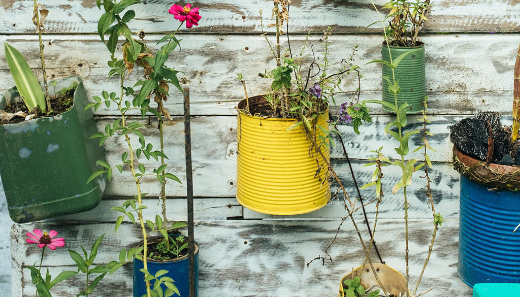 Reused tin cans for planters